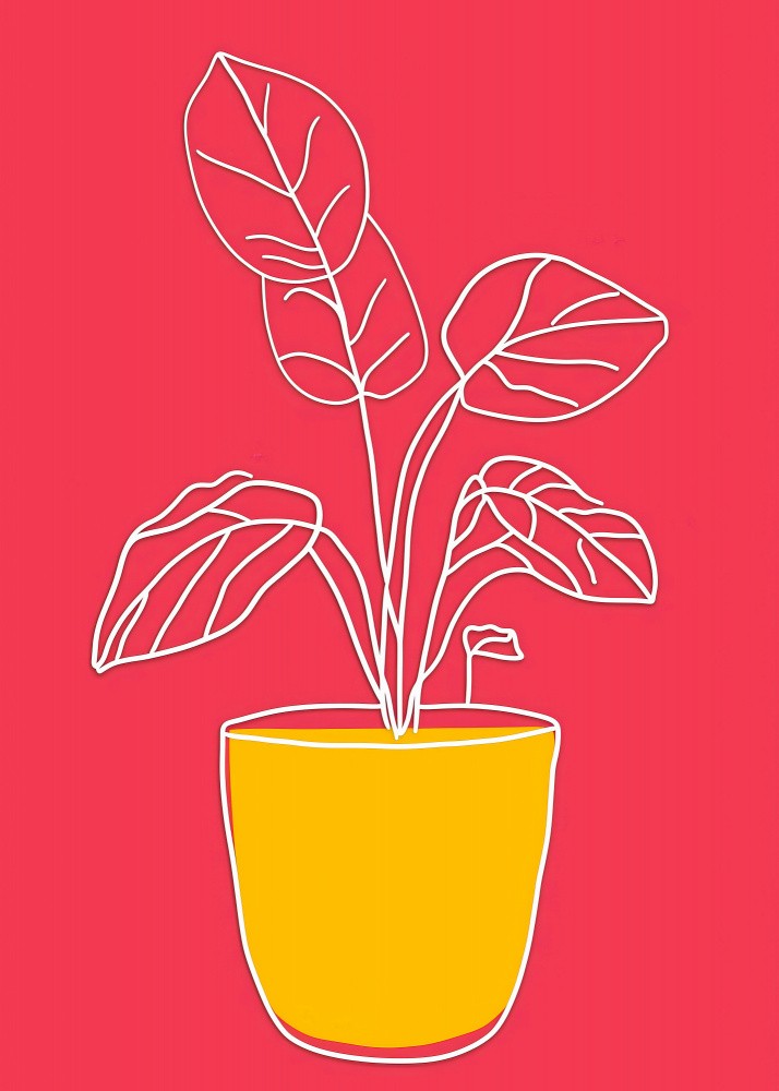 Potted Florals Evergreen Flowers