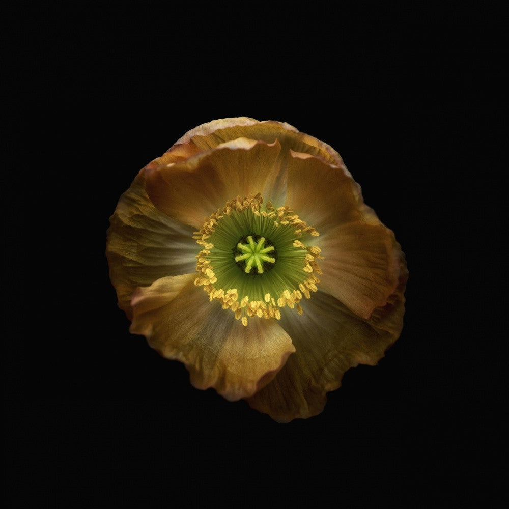 Poppy