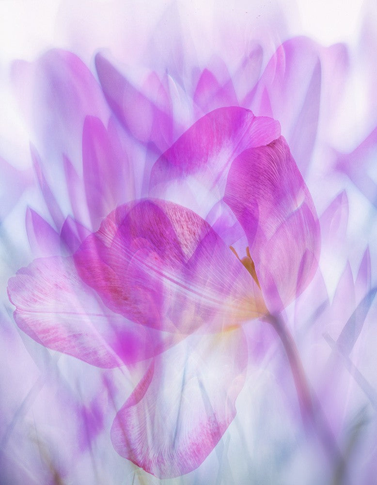 flower cacophony