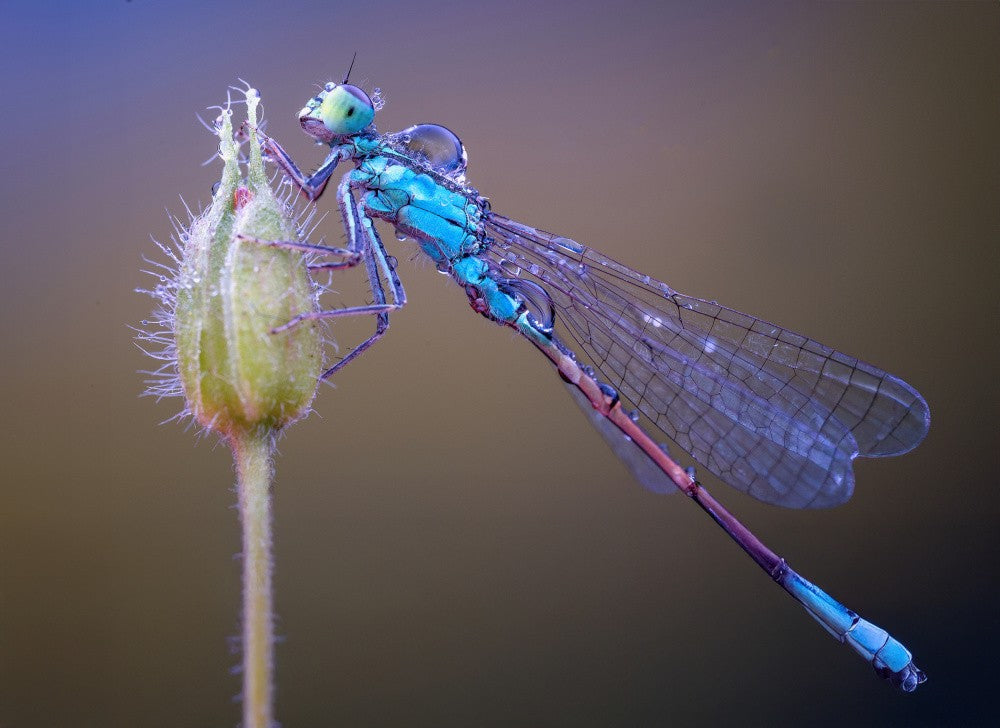 damselfly
