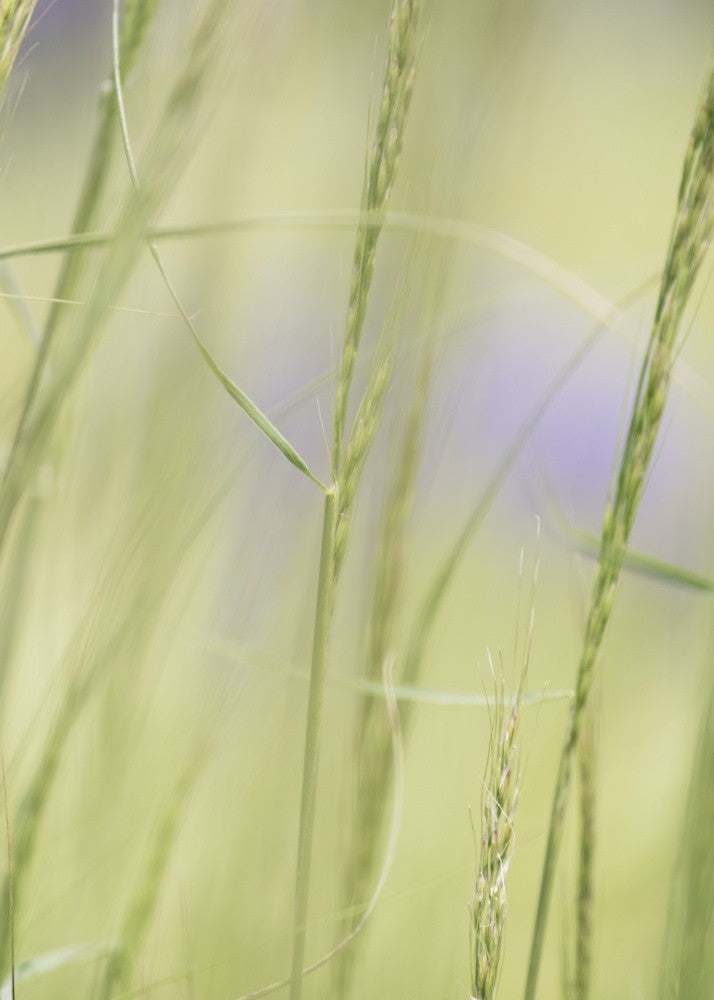 Soft Meadow