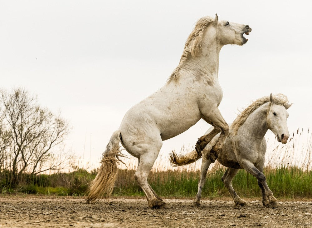Horses Camargue