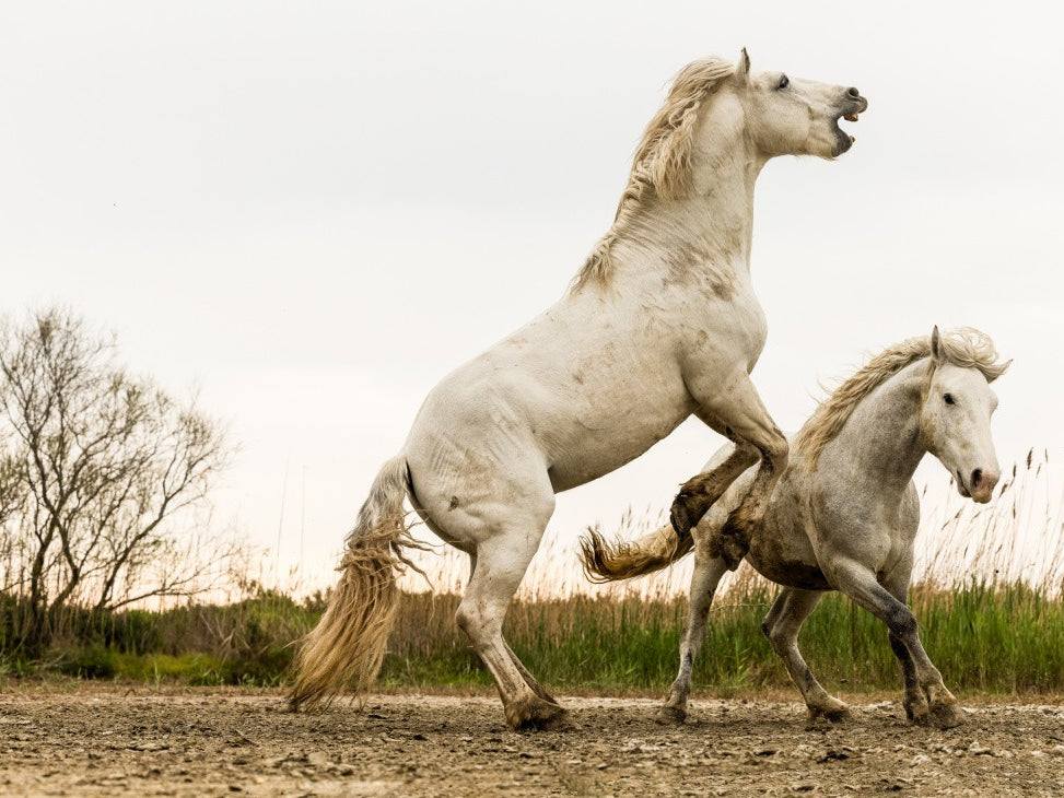 Horses Camargue