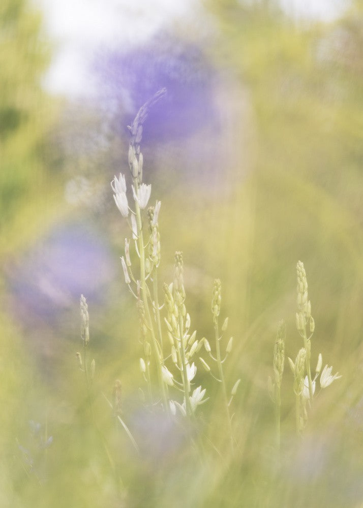 Field Whispers