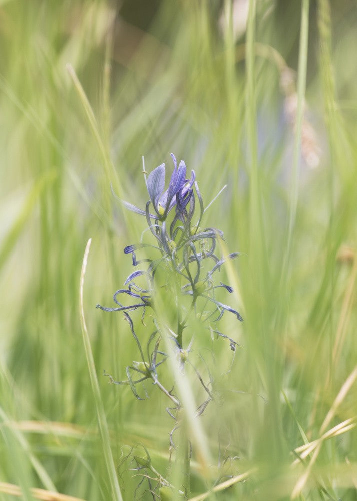 Field Bloom