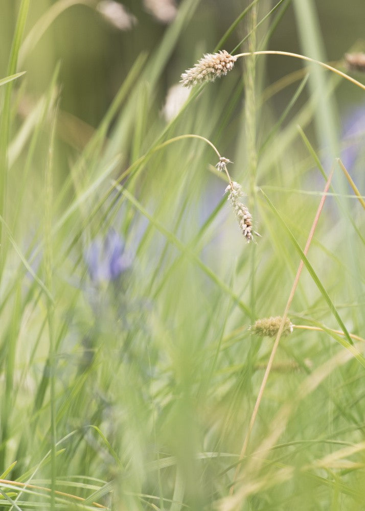 Field Sway