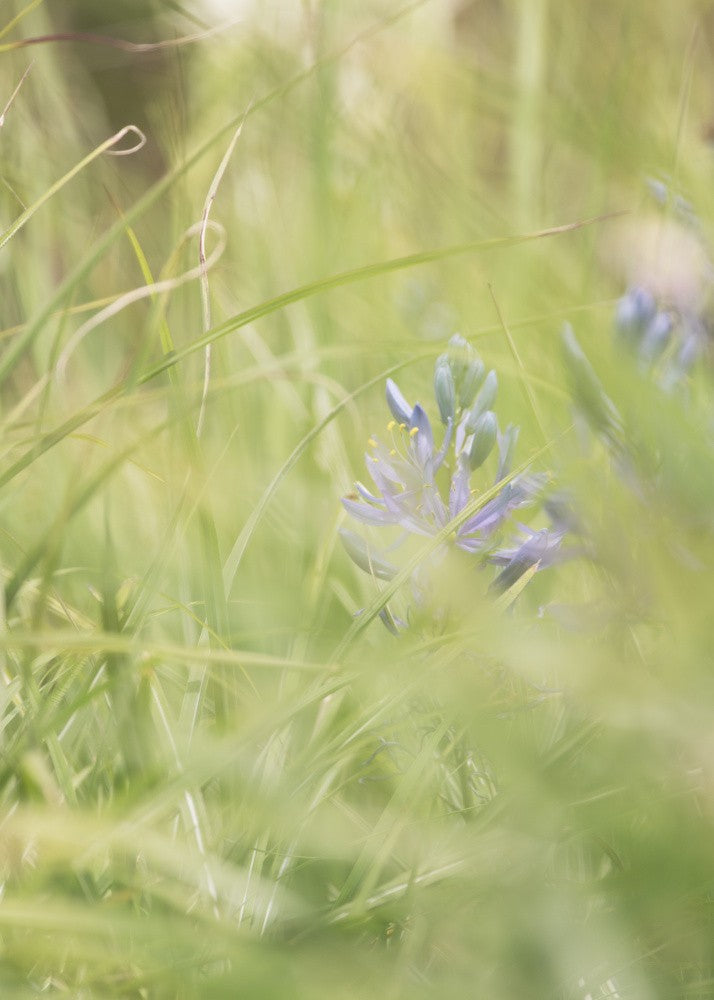 Flüsternde Wildnis