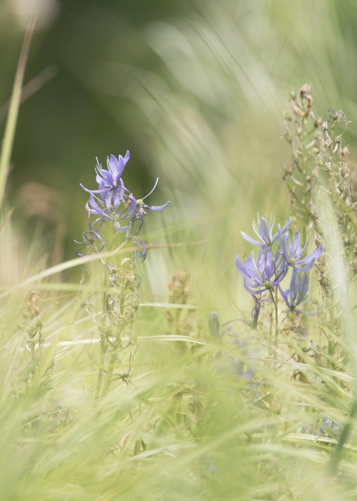 Whispering Blooms
