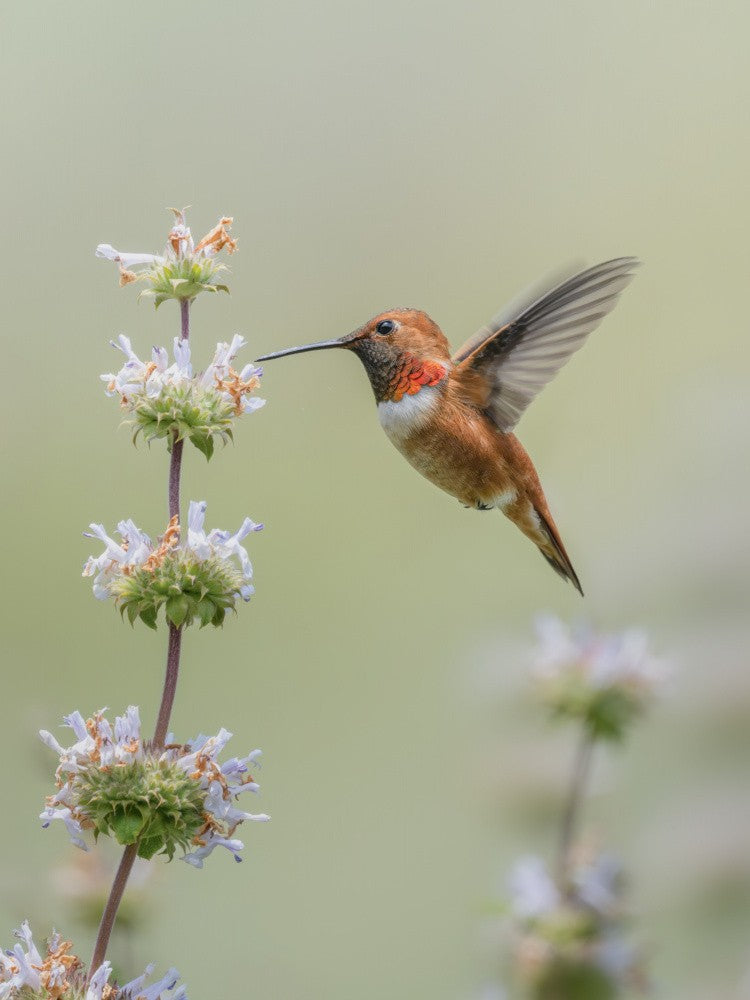 Among the flowers