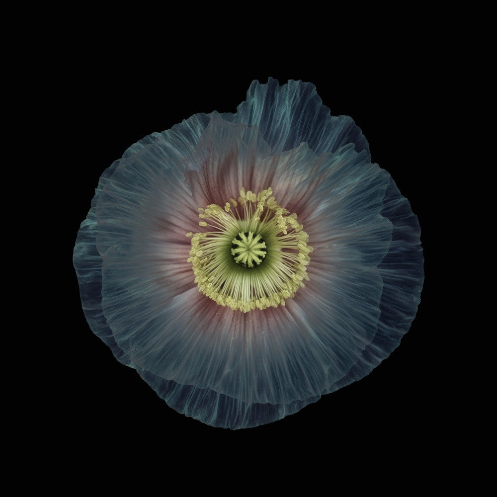 Manual constructed poppy