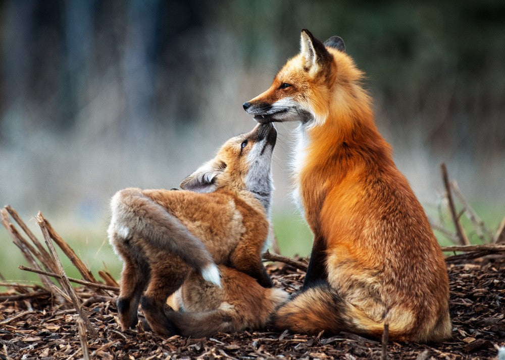 Fox Mother and Child