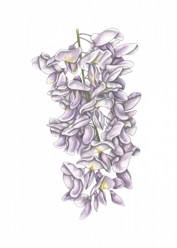 Wisteria Flowers
