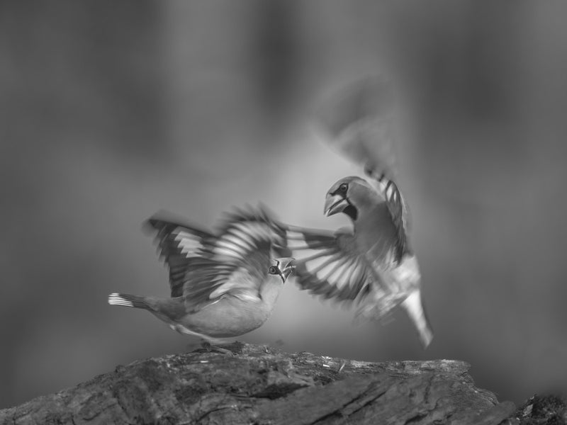 Hawfinches 3