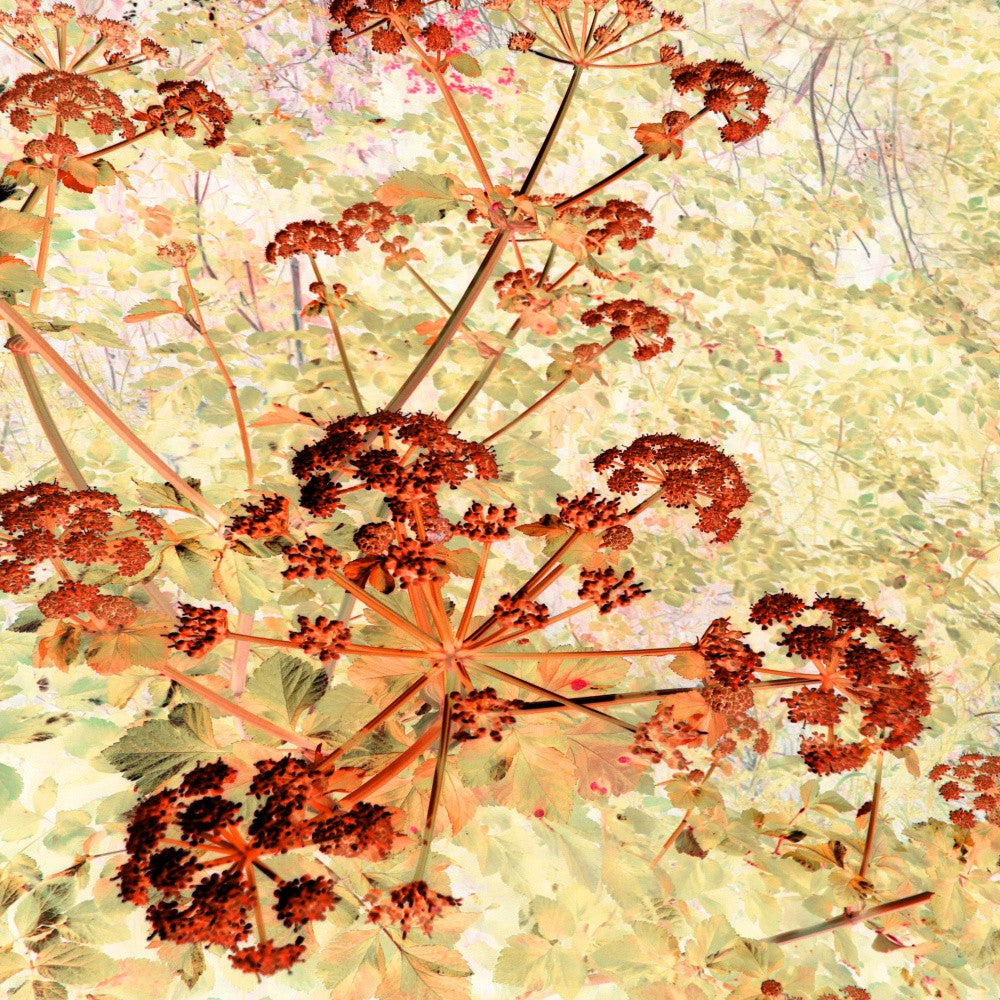 Éclat Floral d'Automne