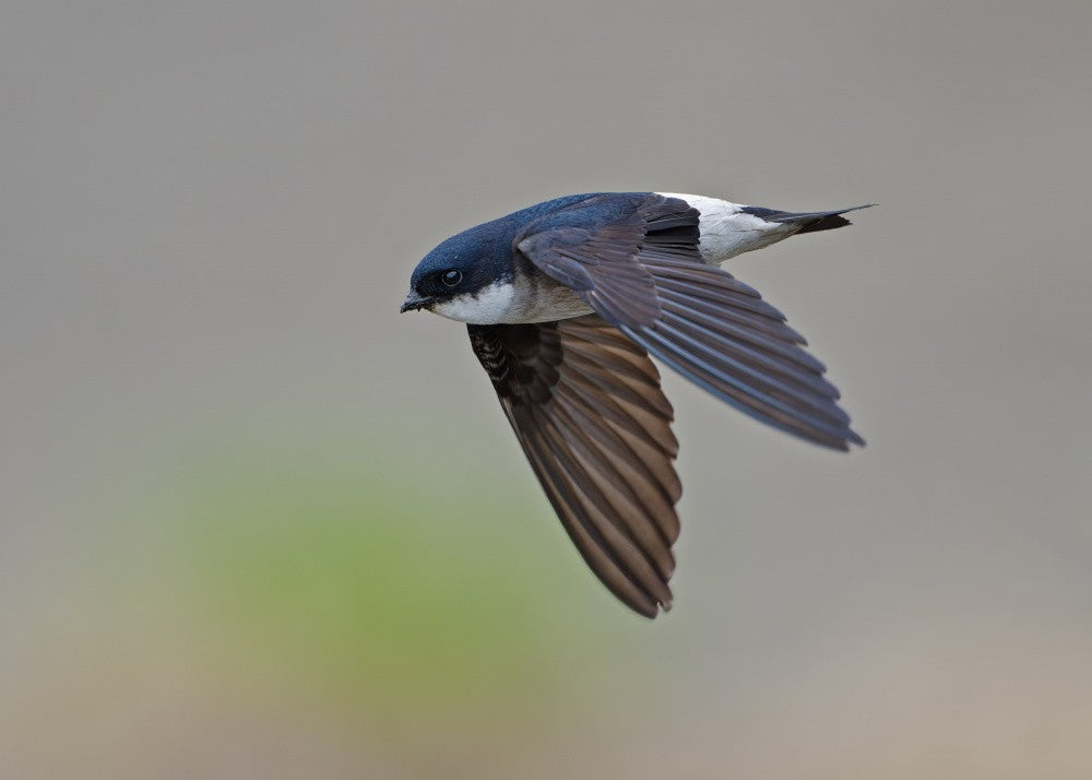 House Martin