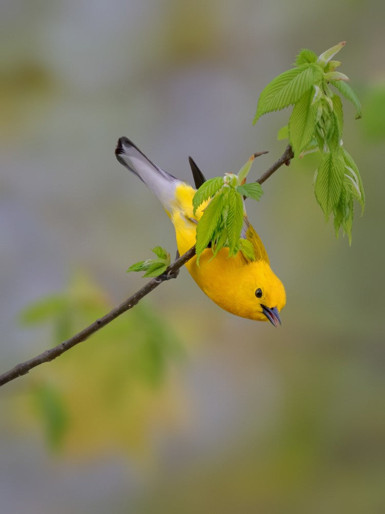 Prothonotary Warbler