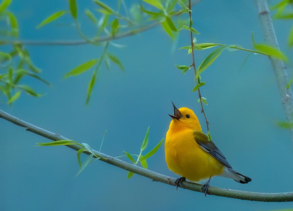 Prothonotary Warbler II