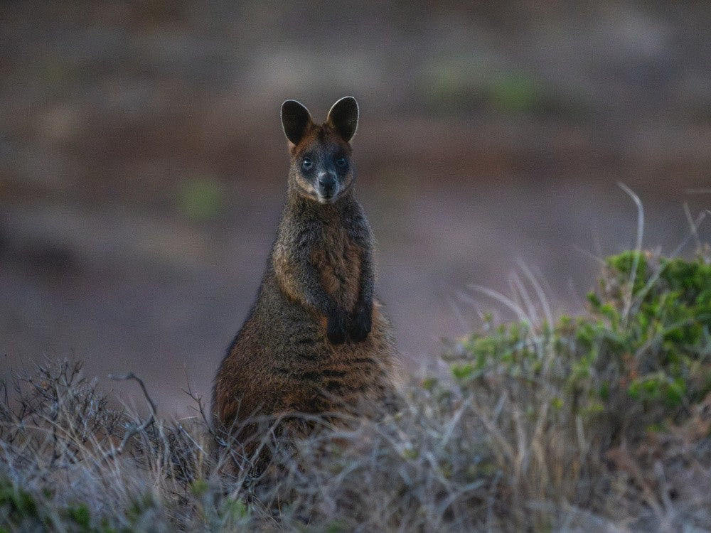 Wallabi