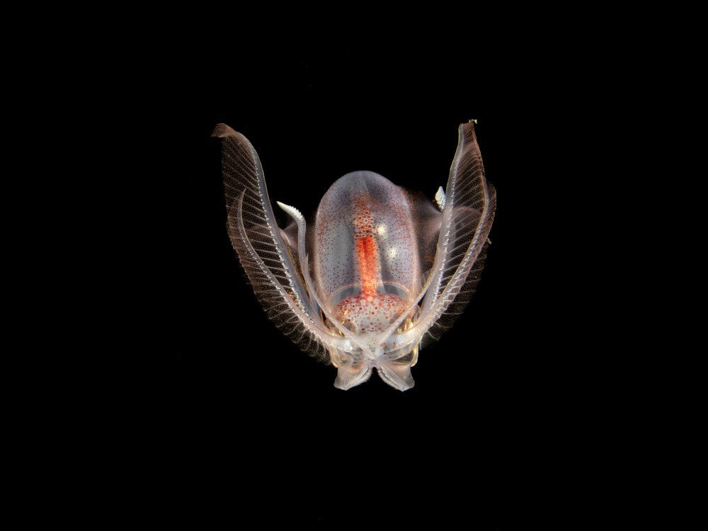 Diamond Squid
