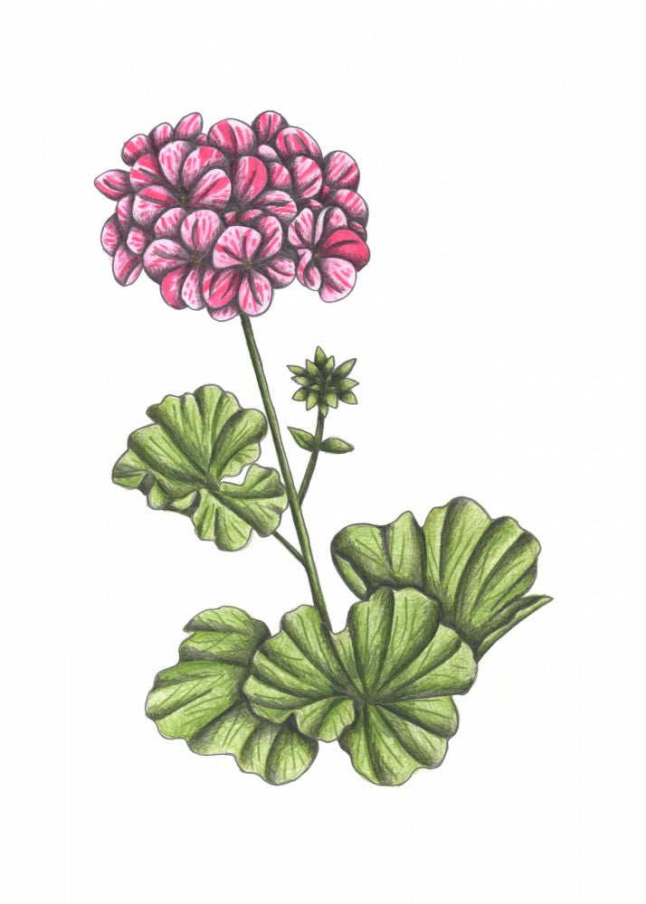 Blushing Geranium Blooms