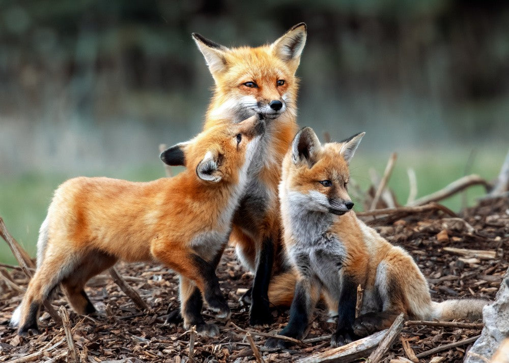 We are family