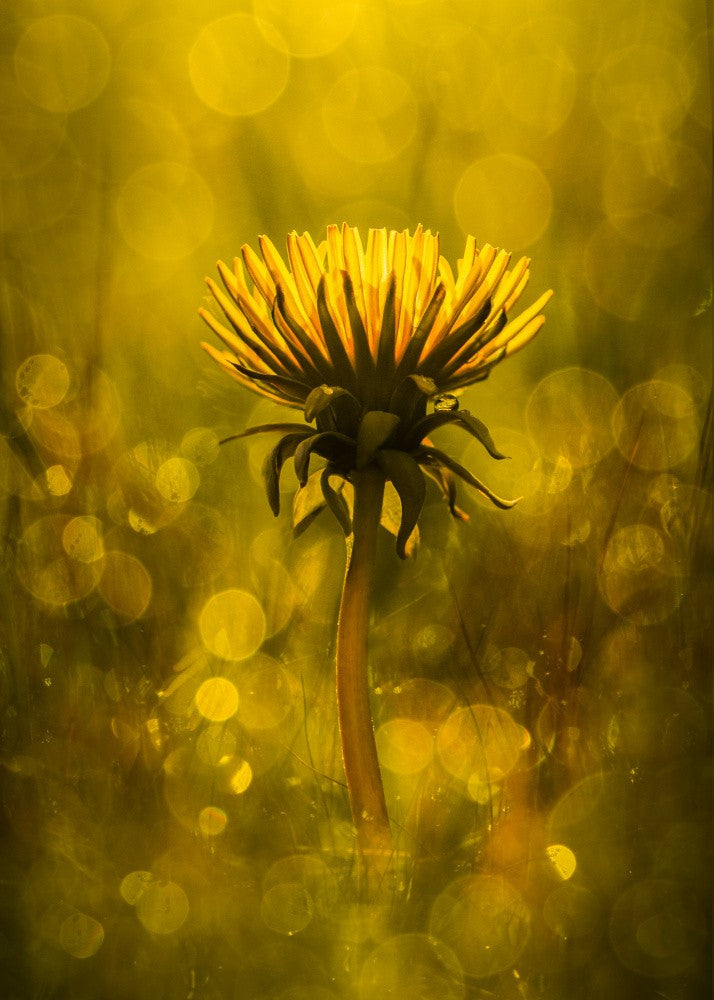 Dandelion