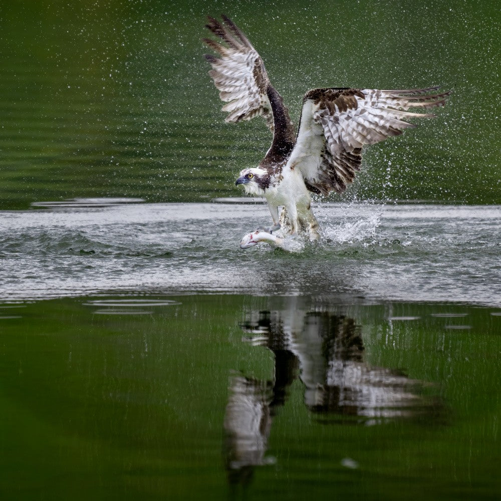 Osprey catching fish 2