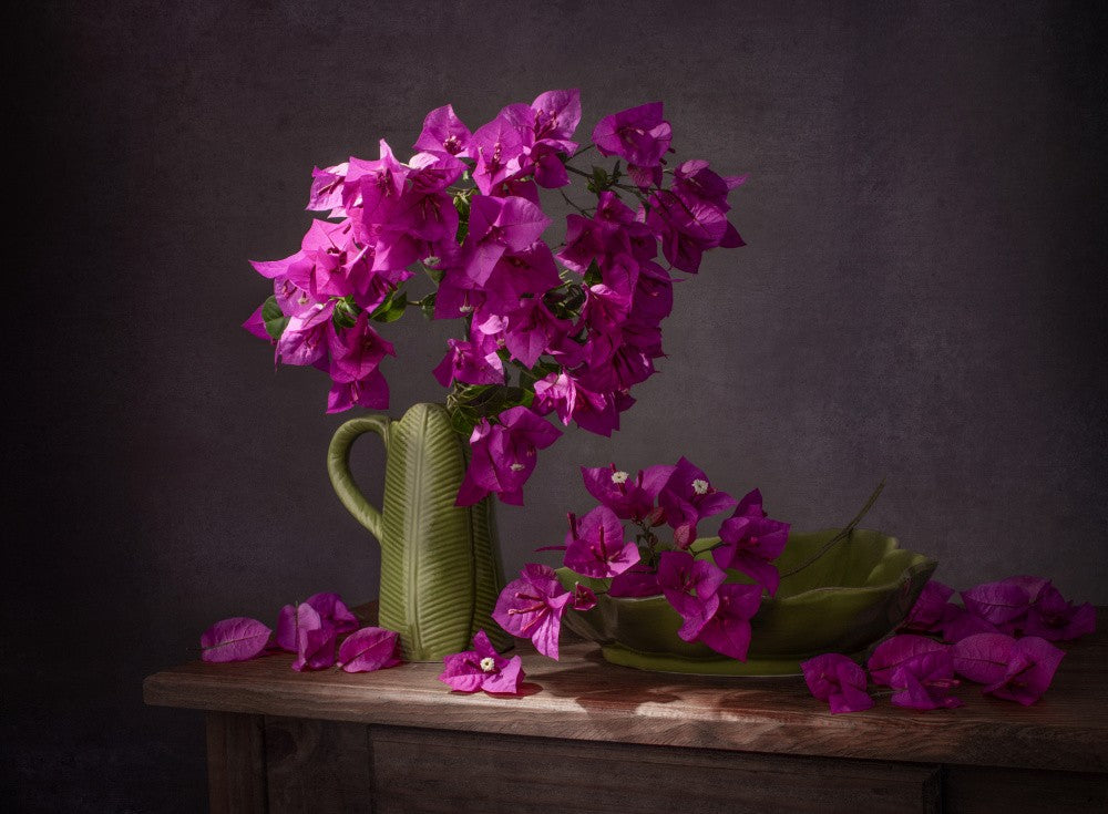 Bougainvillea