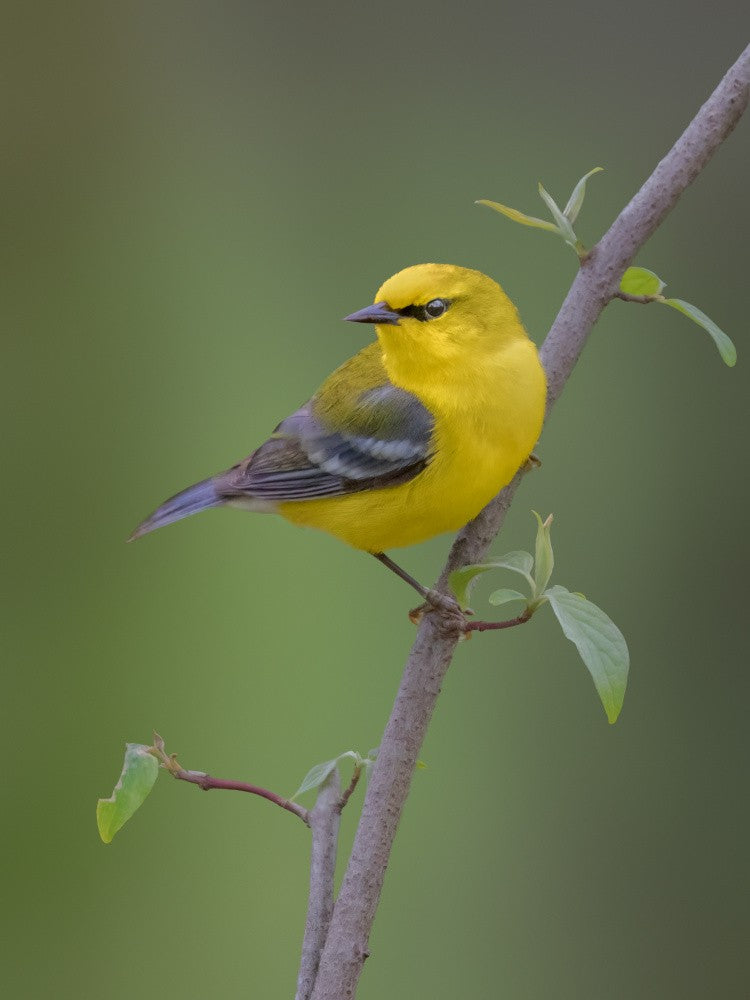 Blue winged warbler