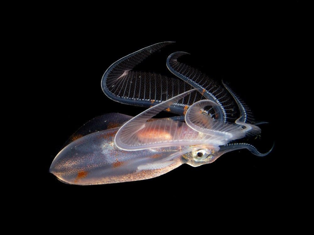 Diamond Squid