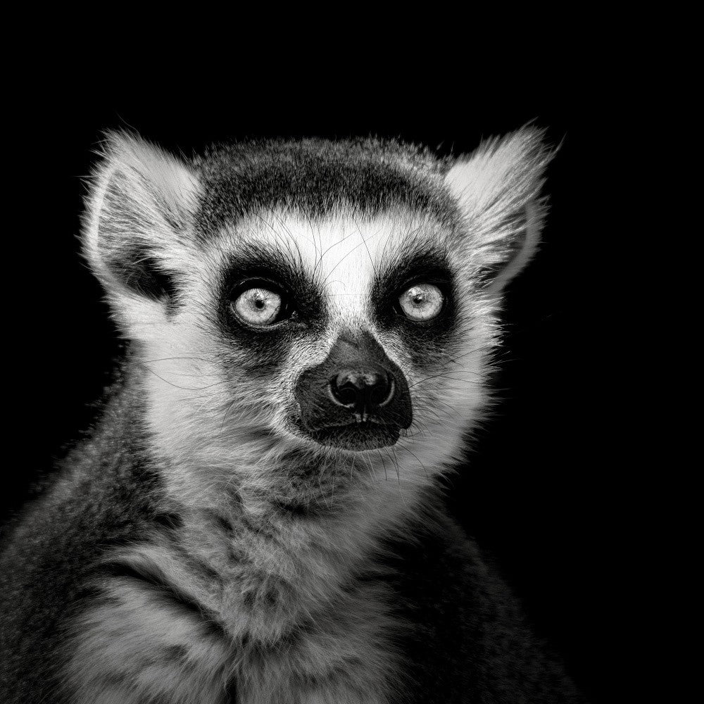 Ring-Tailed Lemur