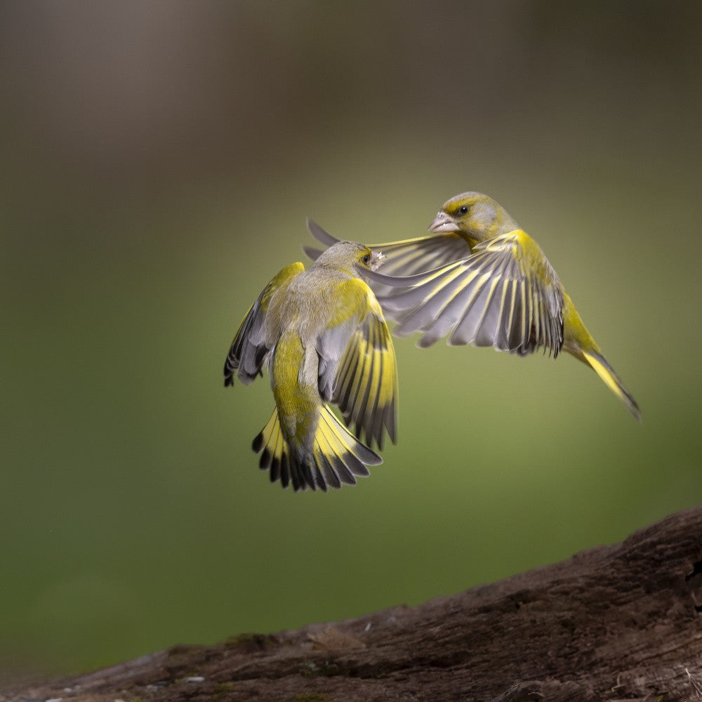 Air-fighting, greenfinches.