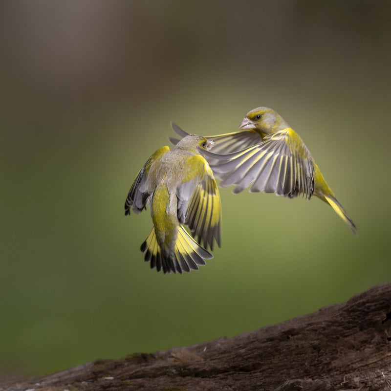 Air-fighting, greenfinches.
