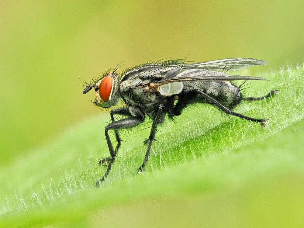 A fly