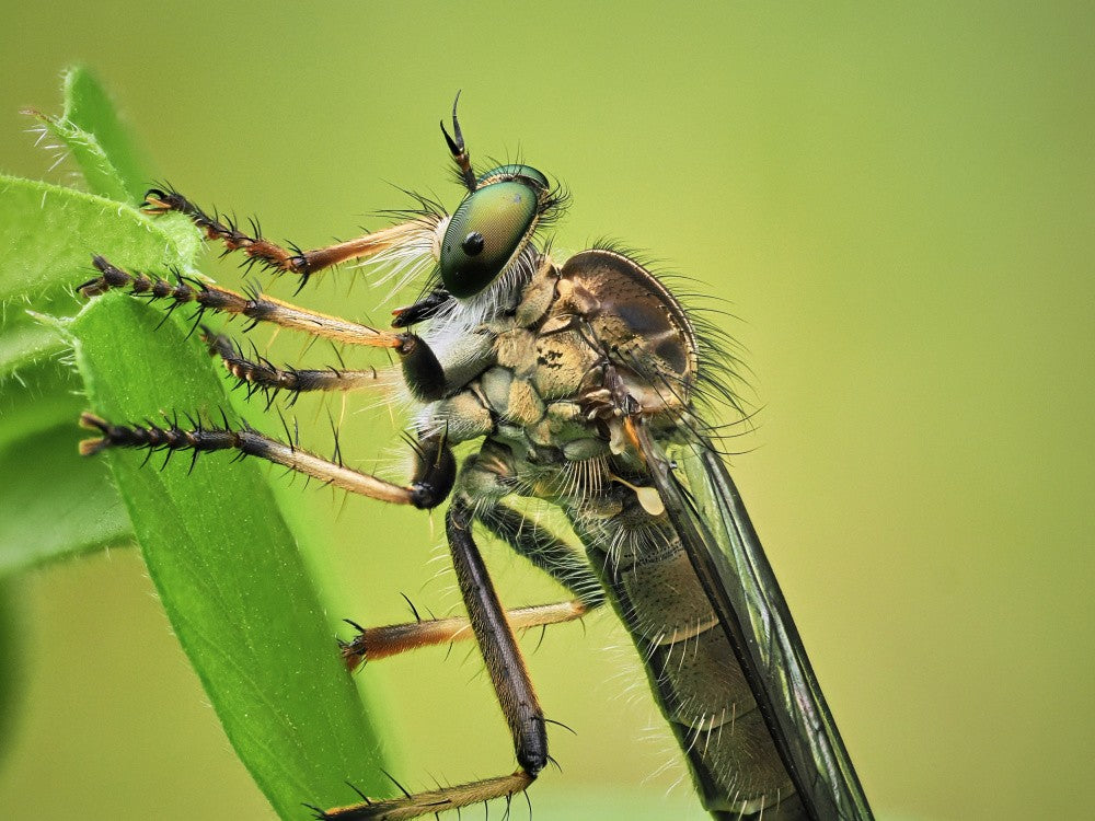 carnivorous insect