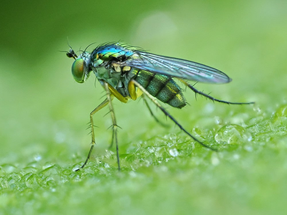Blaue Fliege