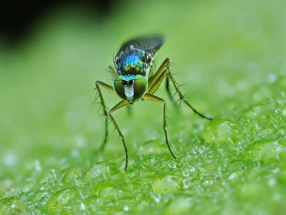 Blue eye