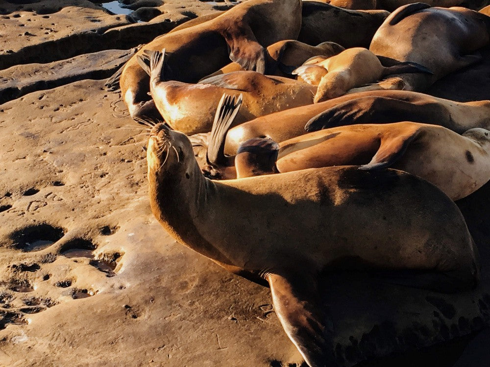 La Jolla Cove Seals