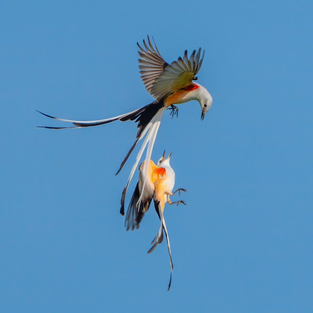 Scherenschwanz-Fliegenfänger im Kampf