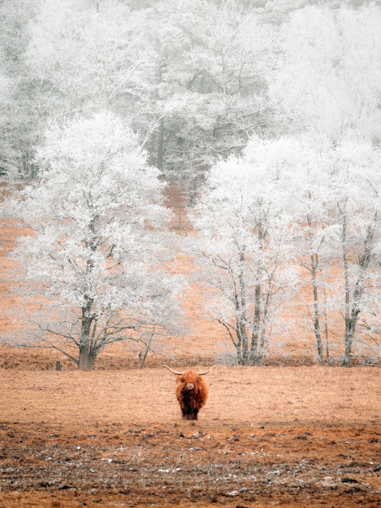 Winter Solitude