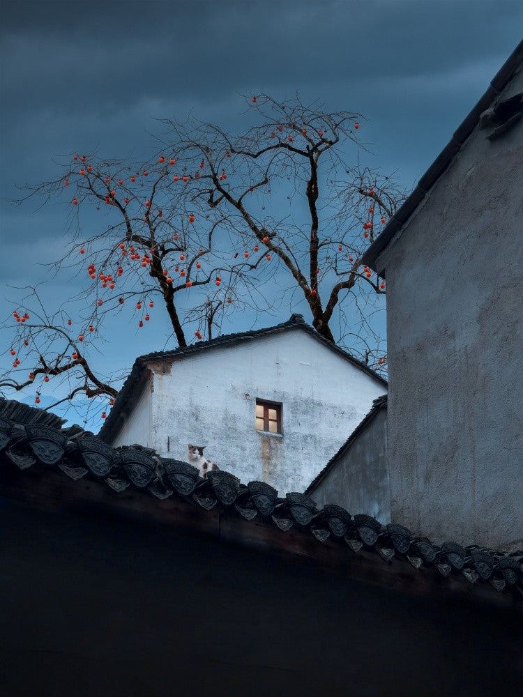 The cat on the roof