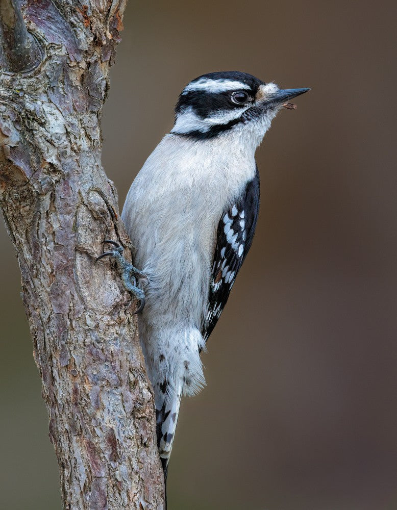 Downy Woodpecker