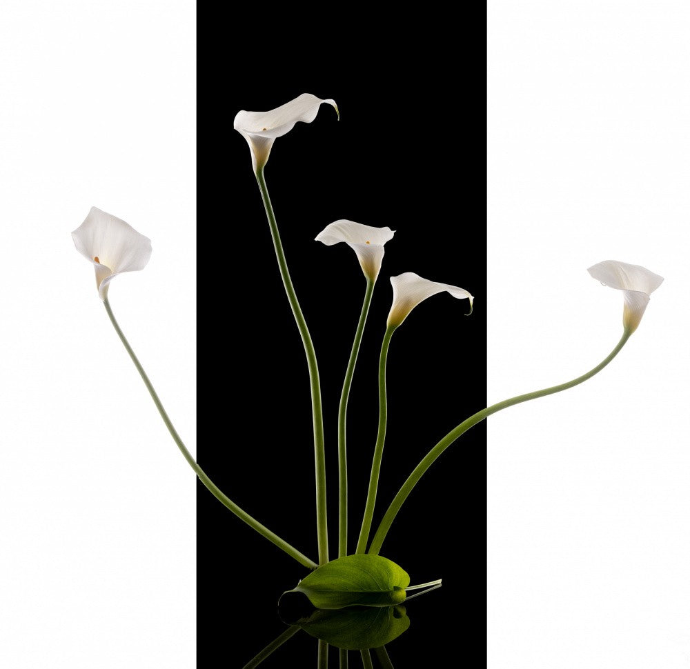 A Cluster of Elegant
