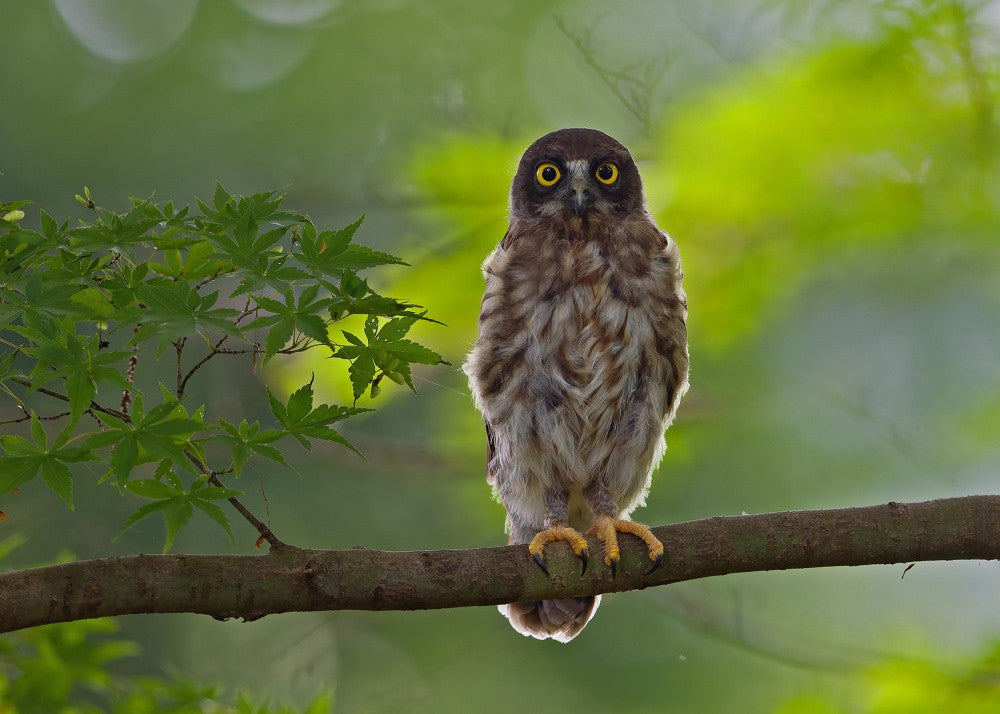 Brown hawk owl