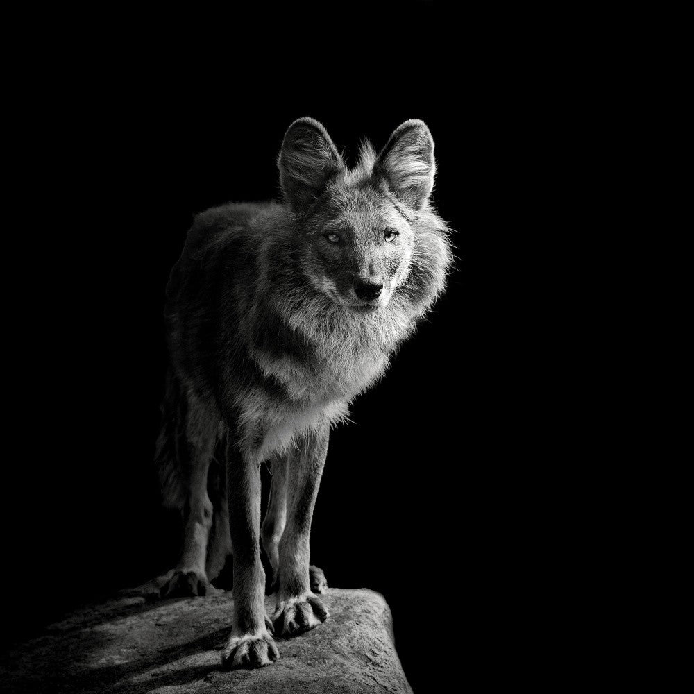 Indian Wild Dog