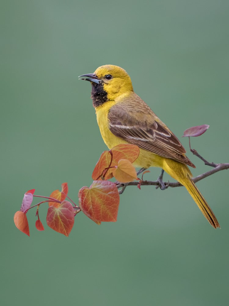 Orchard oriole