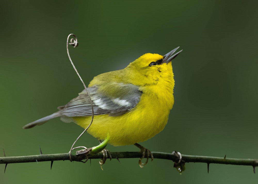 Golden Voice – Blue-winged Warbler in Song