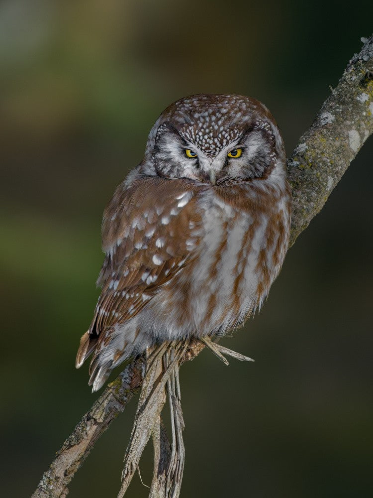 Boreal owl