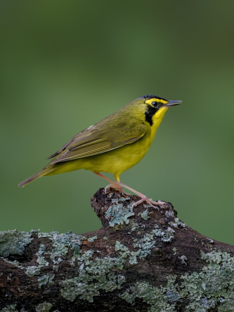 Kentucky warbler