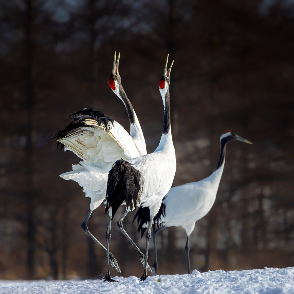 calling cranes